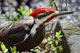 Woodpecker On The Ground_53392